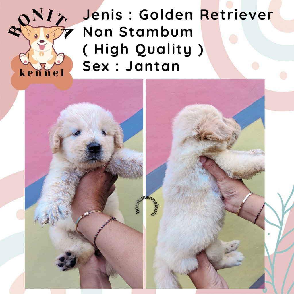 Golden Retriever Non Stambum Anak Anjing Golden Jantan Betina Big Bone