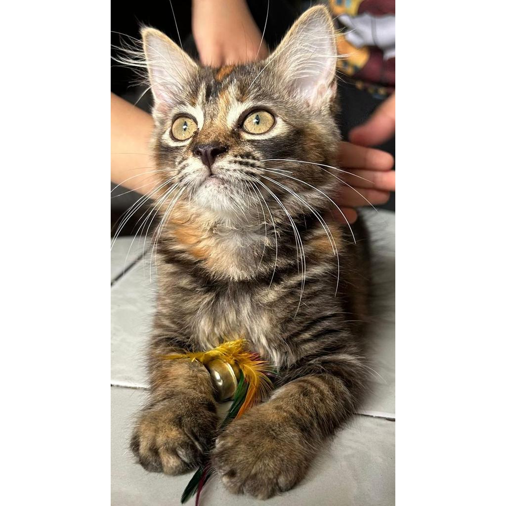 Kucing Persia Medium Betina