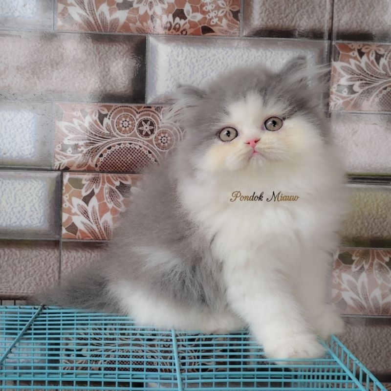 Kucing Persia Anak Kucing Flatnose Blue Silver Simetris Peaknose Kitten Himalaya Ragdoll Munchkin Lu