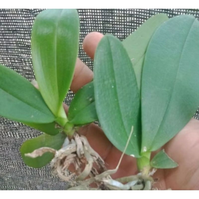 promo'' Anggrek Bulan Seedling/anggrek bulan mini - remaja - dewasa super