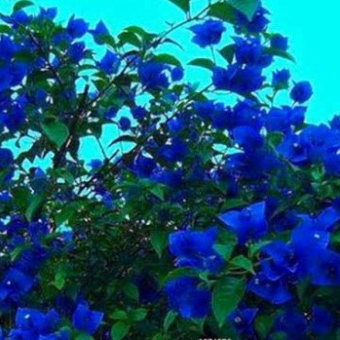 TANAMAN HIAS BUGENVIL BUNGA KERTAS SOFT BIRU//BUNGA BIRU TERLARIS