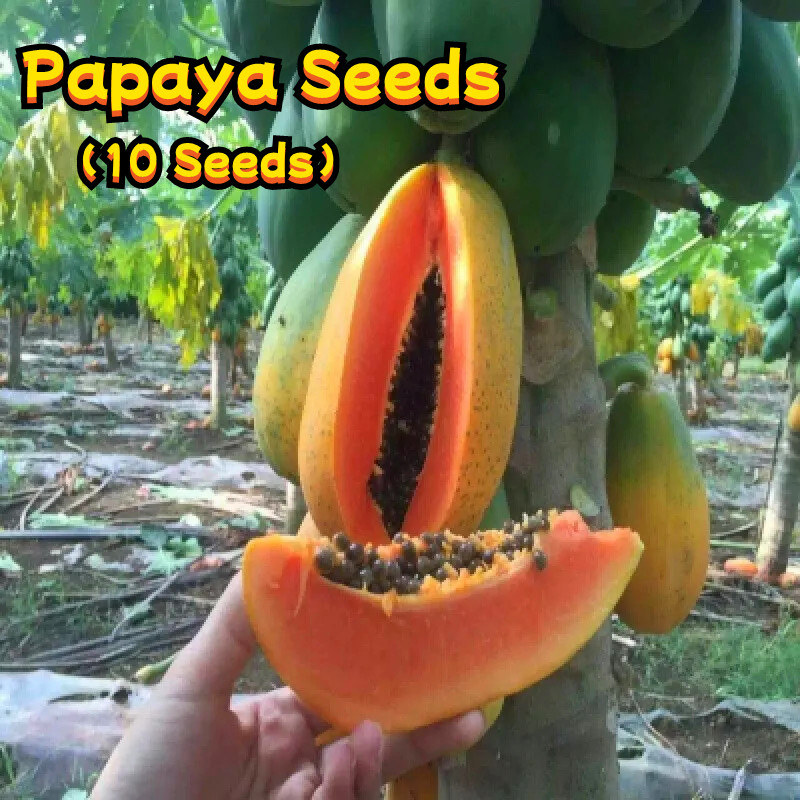Benih biji PEPAYA california pilihan: isi 30 butir Benih Pepaya California Super Unggul