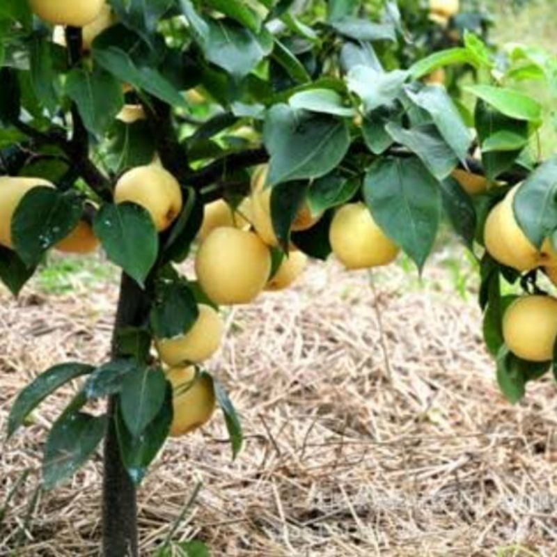 Bibit Buah Pear Cangkok Cepat Buah