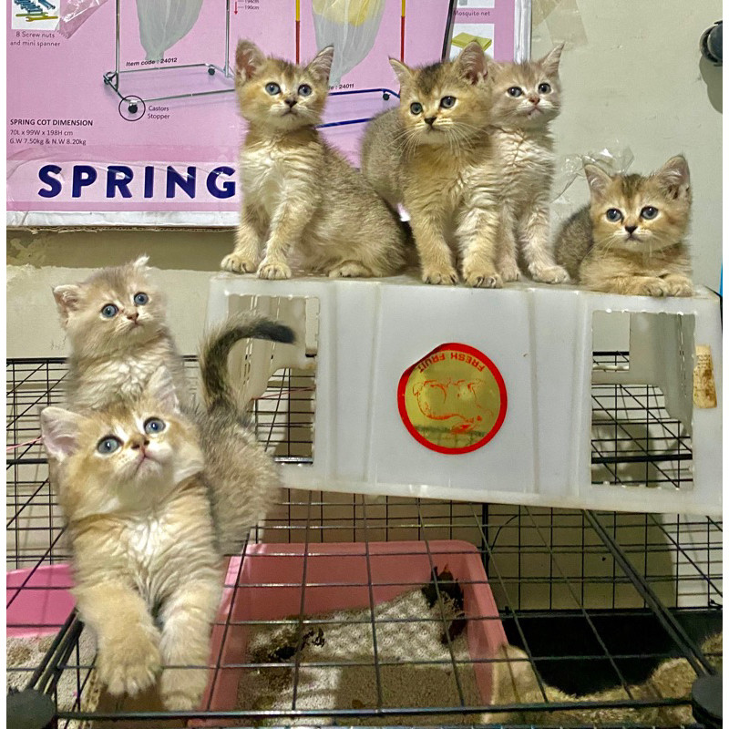 Kucing British Short Hair