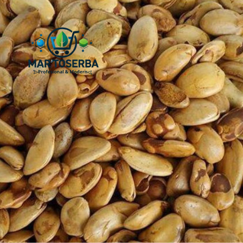 MT Kacang Kedawung 500gr Kacang Kedawung Matang Kacang Kedawung Sangrai Kacang Kedawung Premium