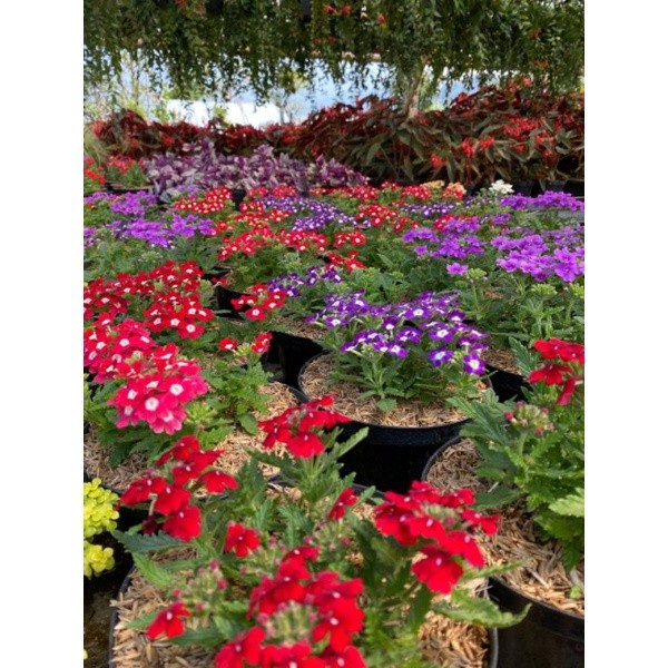 Bunga VERBENA - Tanaman Hidup Bunga Hias Verbena - Bunga Verbena Pentas