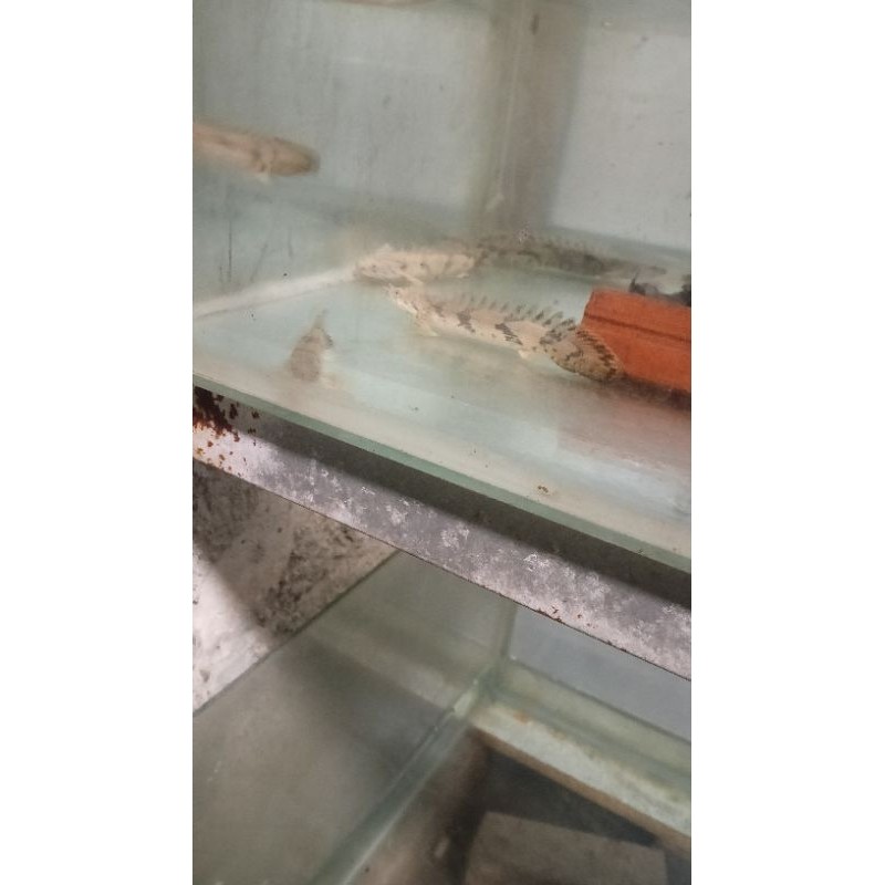 Hiasan Kebutuhan Palmas Endlichery 18_20cm