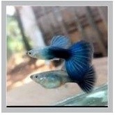 ikan hias Guppy HB Blue jntan btina
