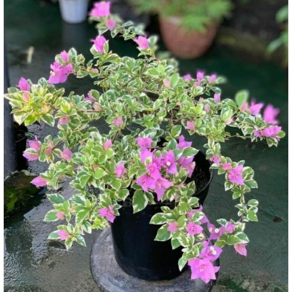 Bougenville Varigata Bunga Ungu Pink - Tanaman tahan panas