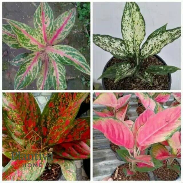 Paket 4 tanaman aglonema dewasa-paket aglonema -Aglomea Red Chocin/Kocin-aglonemaVenus-snow White-bu