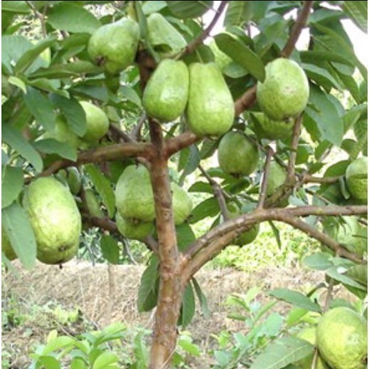 COD Bibit Jambu Biji Chegua Cangkok Manis Renyah