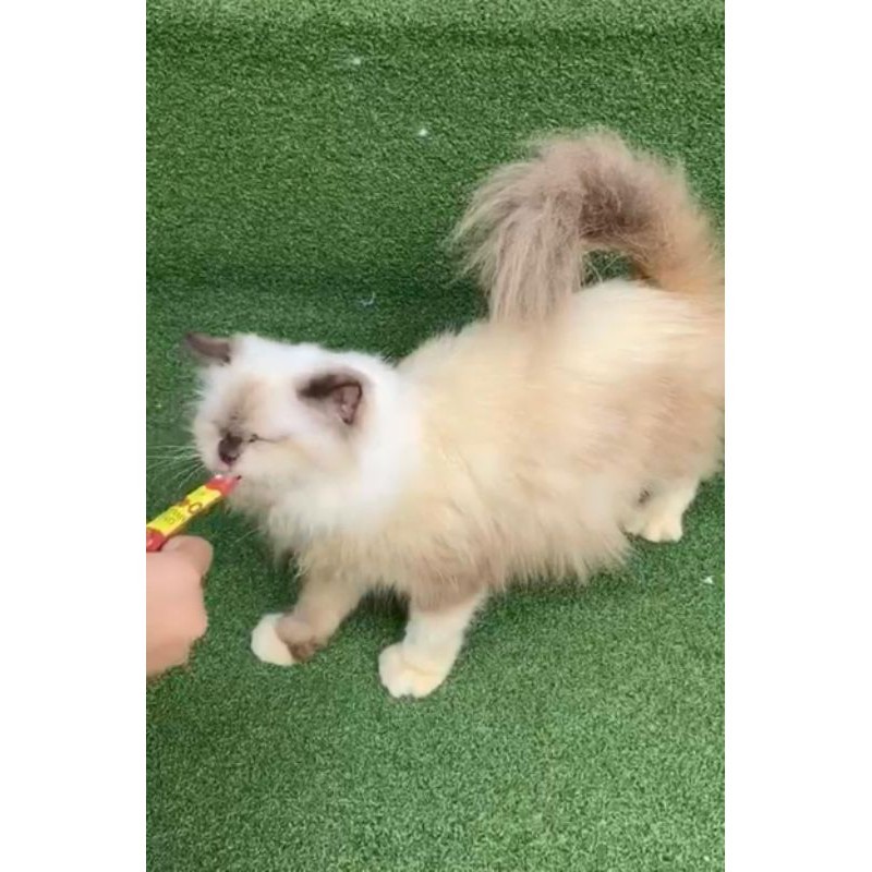 KUCING HIMALAYA SEALPOINT BETINA