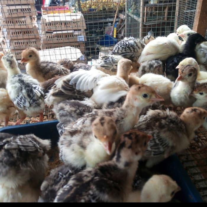 Bird.ID kalkun - anak ayam kalkun - kalkun hidup - bibit ayam kalkun