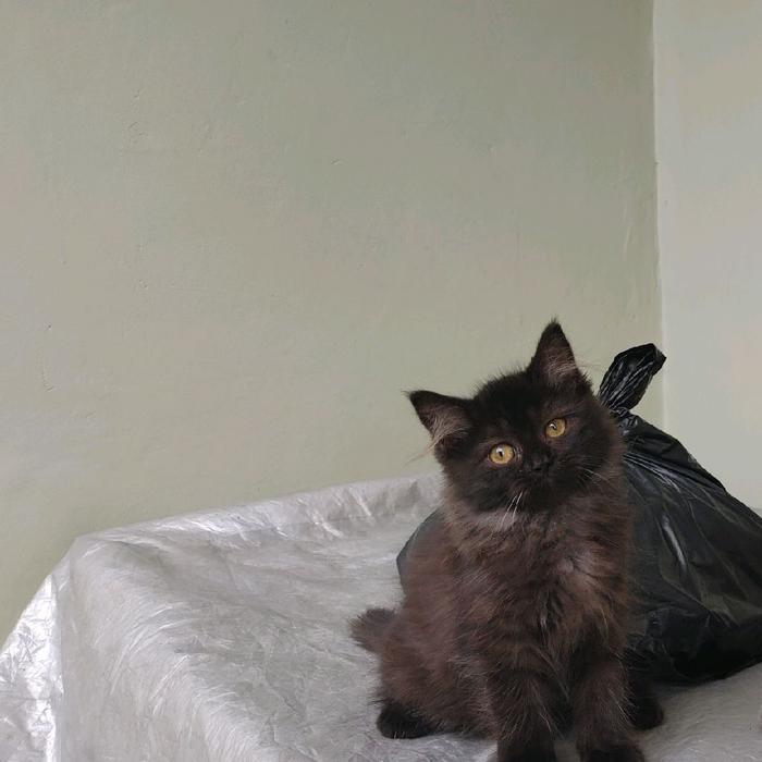 kucing kitten persia 5 ekor, flatnose, peaknose TERMURAH SE INDONESIA - black smoke betina