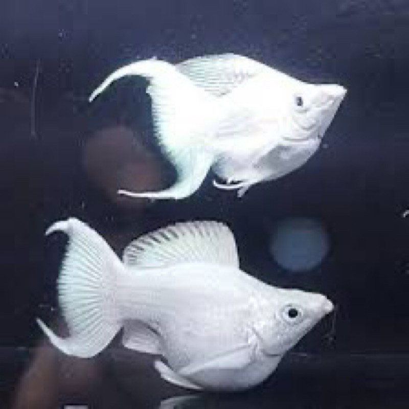 paket isi 10 Molly Platinum BALON cawang lyretailL dekorasi aquarium cantik