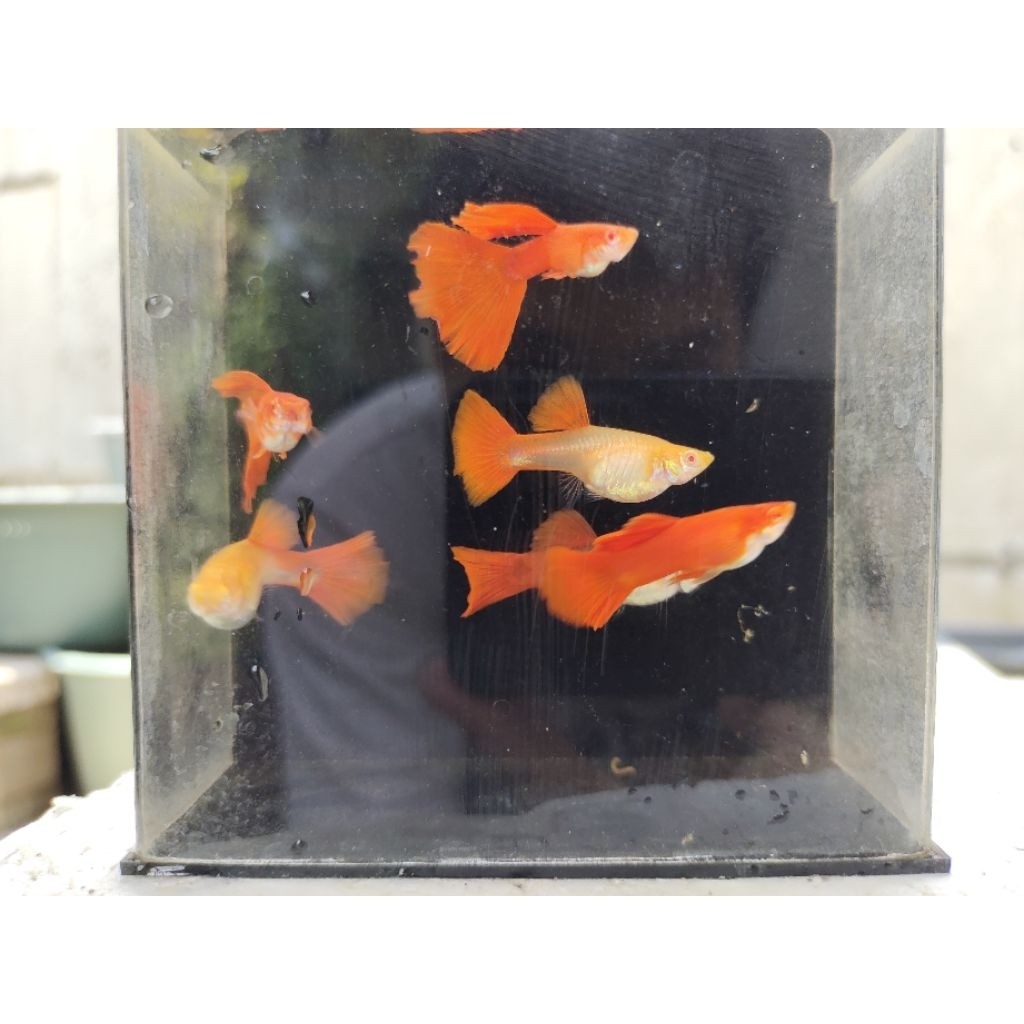 AFR pair Sepasang- Hiasan Ikan Guppy Akuarium
