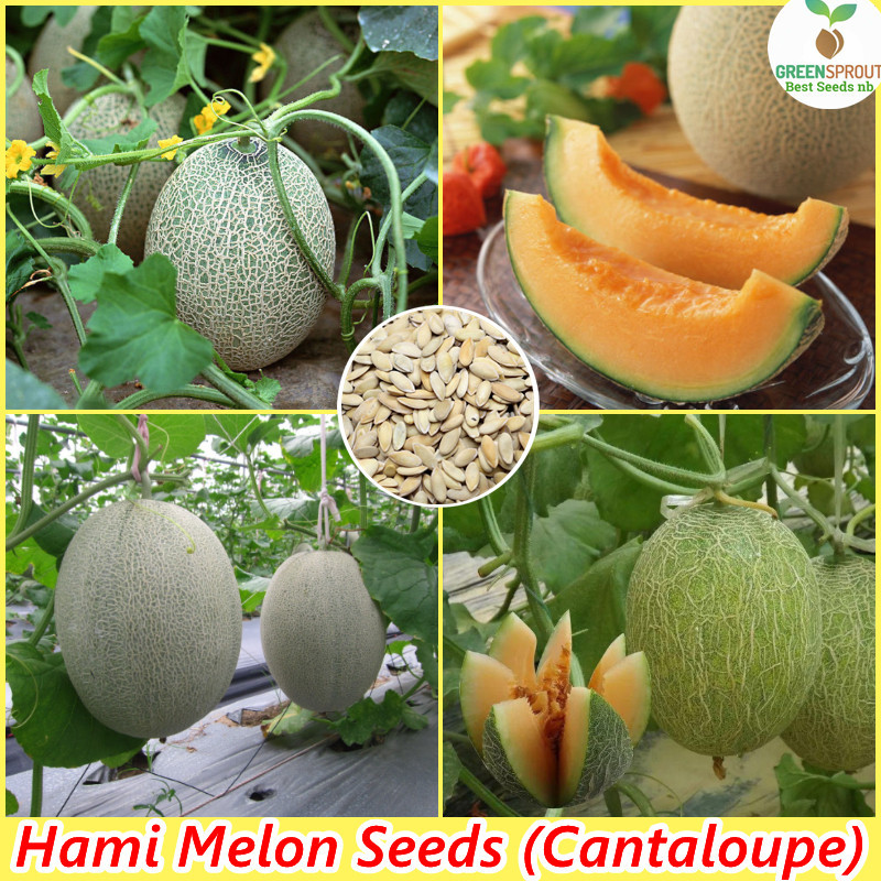 Dikirimkan di hari yang sama- [Fast Delivery] PROMO 30 Benih Biji Melon Hijau | Melon Manis | Musk M