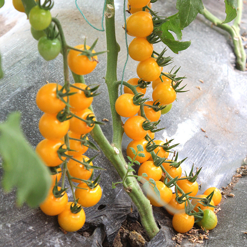 premium quality ISI 50 Biji TOMAT CHERRY KUNING F1 Golden Sweet Cerry Ceri - Bibit Tanaman Hias / Be