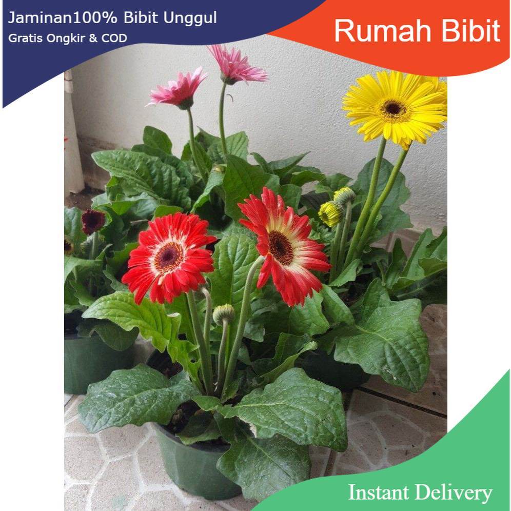 Bunga Herbras /Tanaman Hias