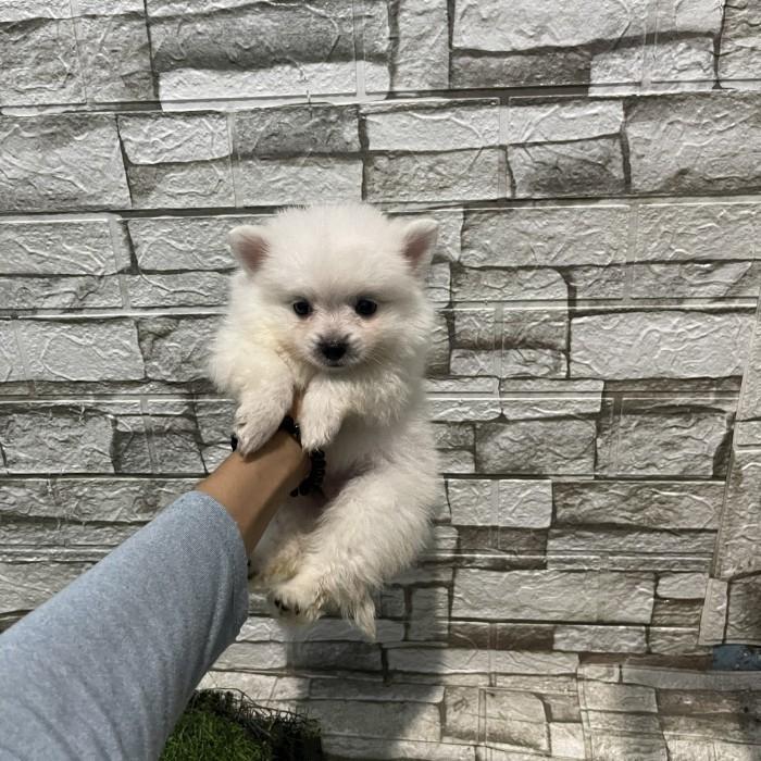 Dogie Minipom/anjing minipom