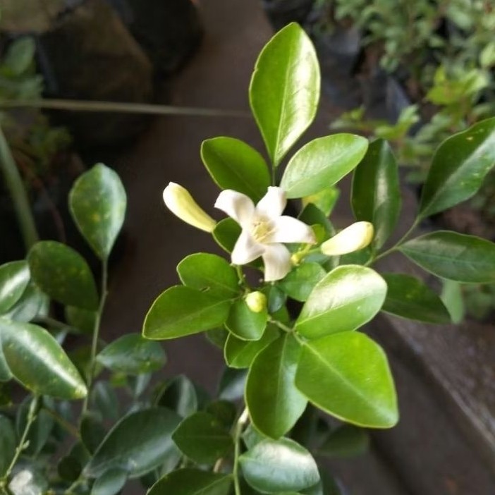 tanaman bunga kemuning mikro wangi bahan bonsai hias hidup + dengan pot Semarang Jawa Tengah Jateng 