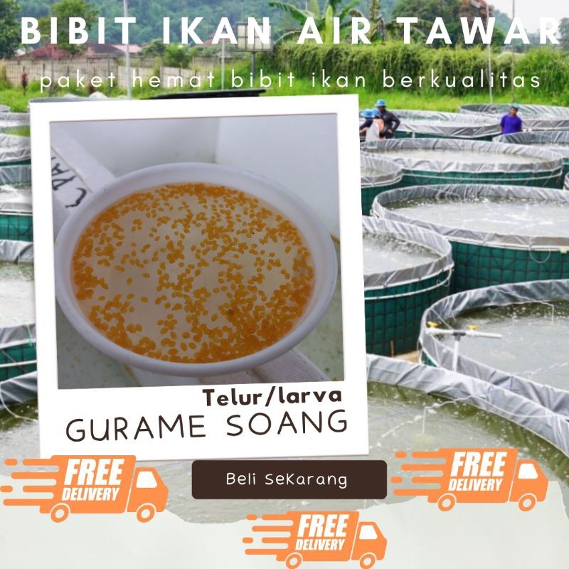 TELUR GURAME SOANG PAKET 800 TELUR GURAME SOANG MURAH LARVA/TULUR BIBIT GURAME SOANG BERKUALITAS