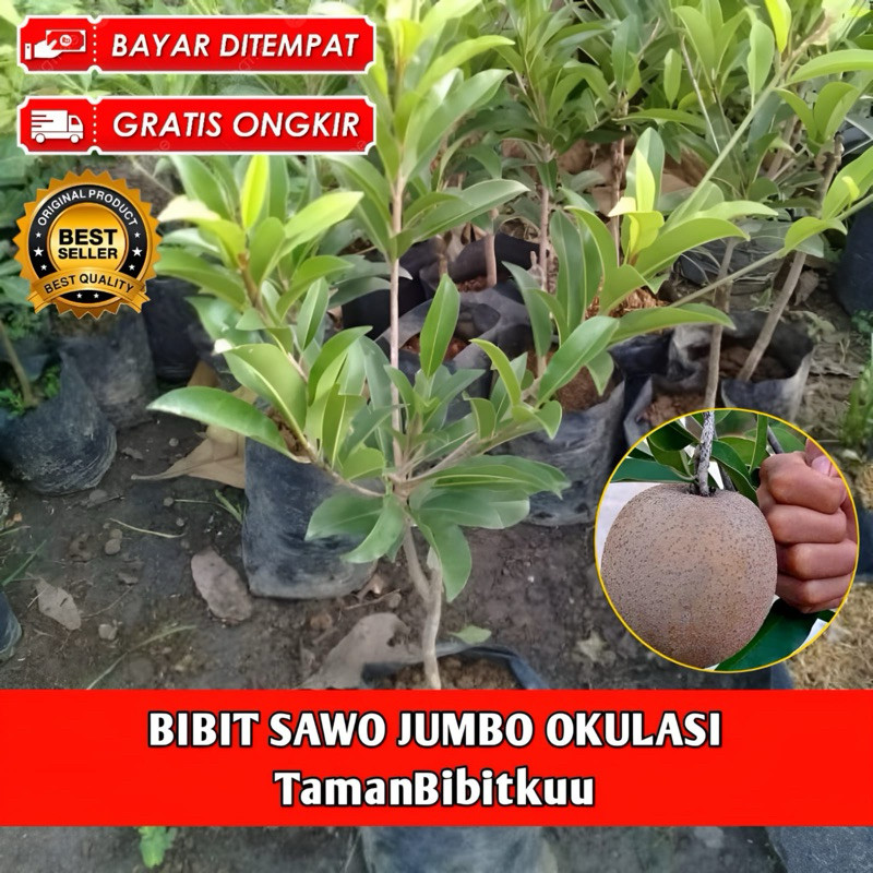 Bibit Sawo Jumbo Thailand Okulasi Siap Berbuah Cepat
