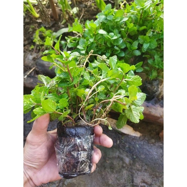 Bibit benih tanaman  daun mint