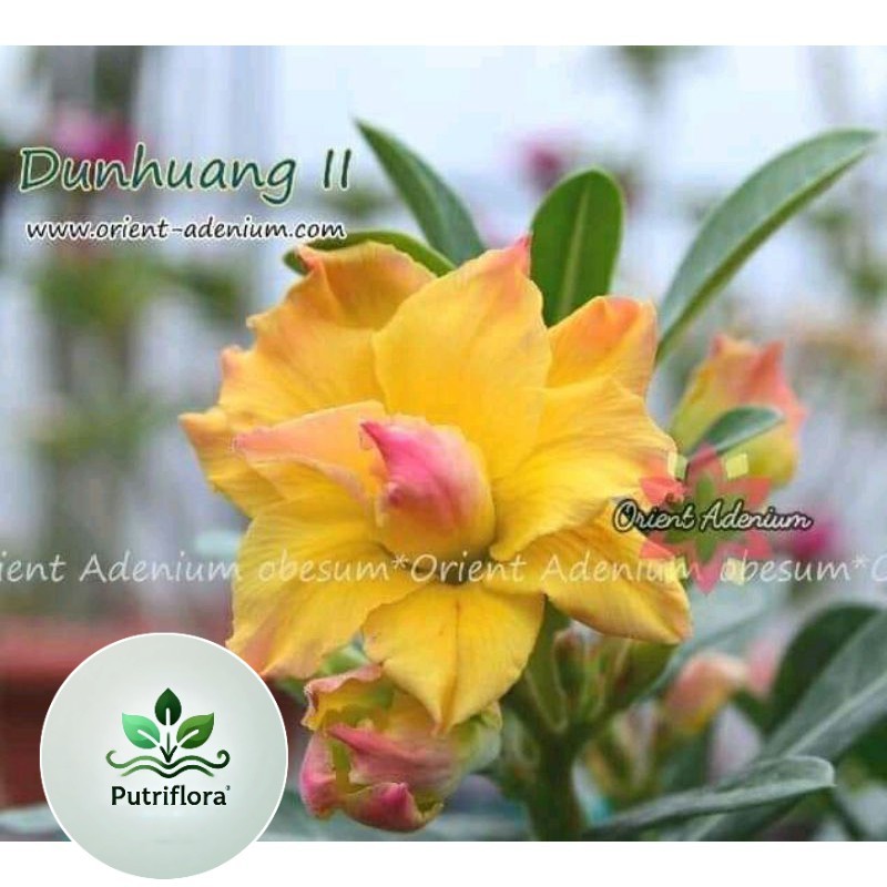 NEW NEW Adenium Bunga Tumpuk *DUN HUANG II*