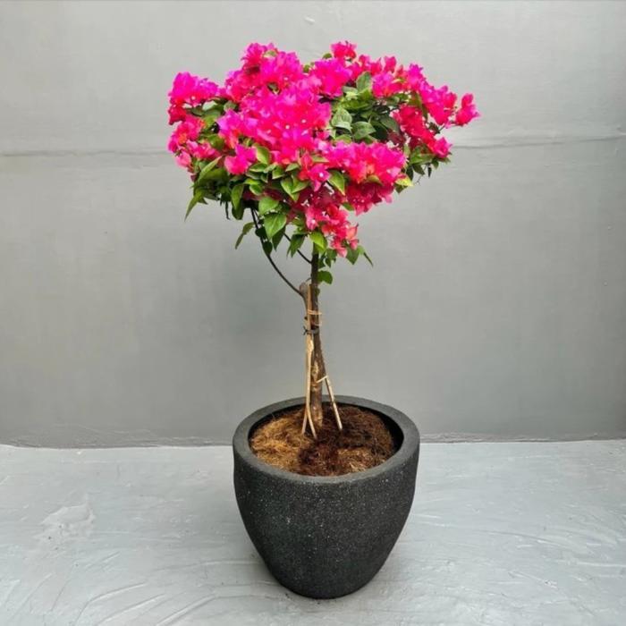 Tanaman hias bougenville BESAR 80/100CM, Bougenville bunga kertas (Tanpa pot)