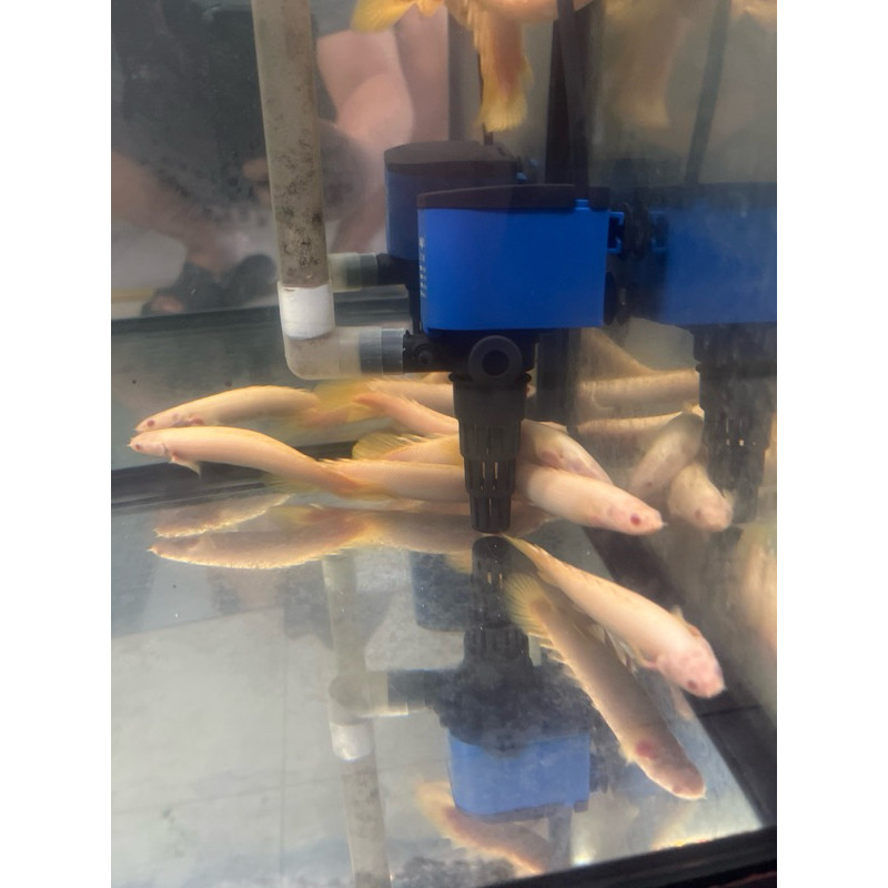 palmas albino PAKET ISI 4 size 8-10 cm