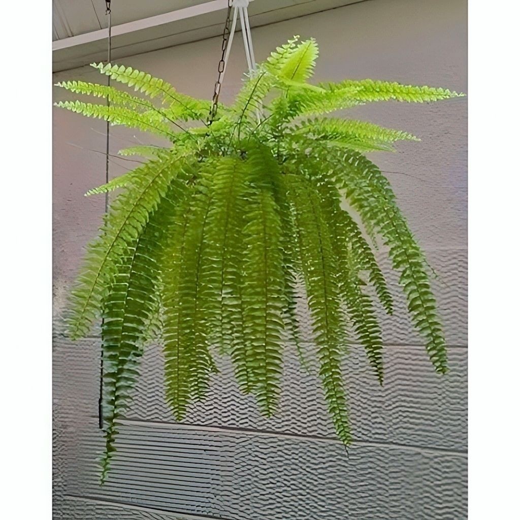 Tanaman Hias Pakis Boston/Pakis Boston/Pakis Gantung Hiss .