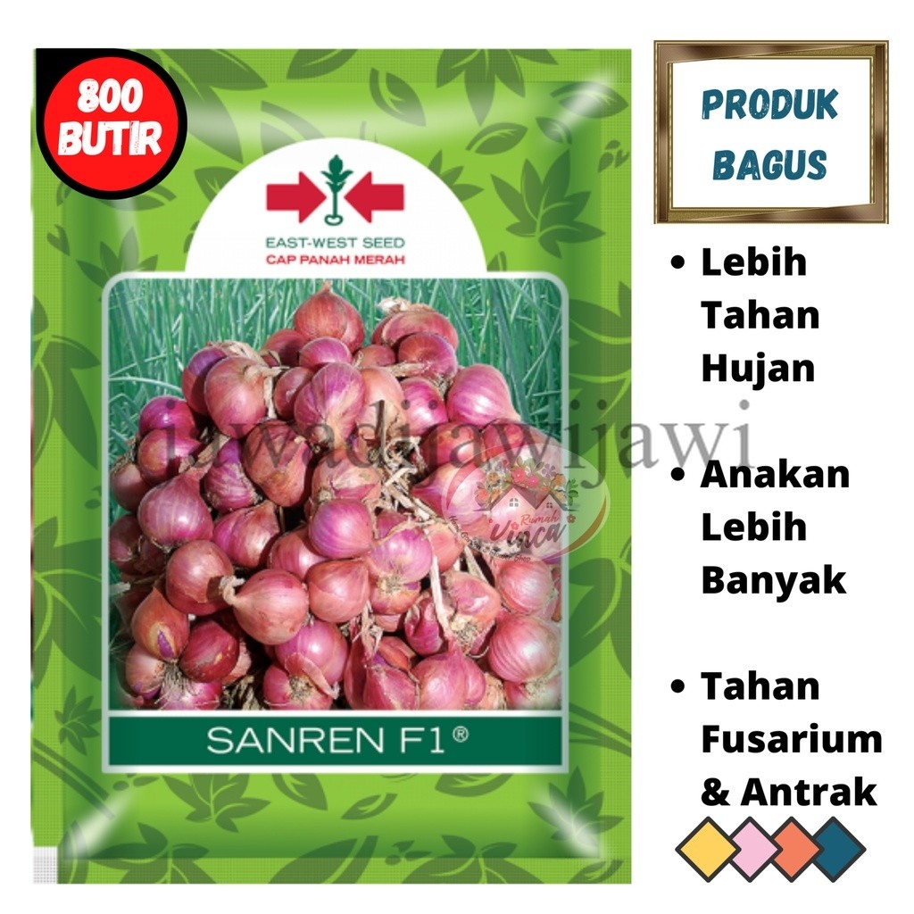 Benih Biji Bibit Bawang Merah dari Biji SANREN F1 800butir TSS dari Cap Panah Merah jawadijawijawi