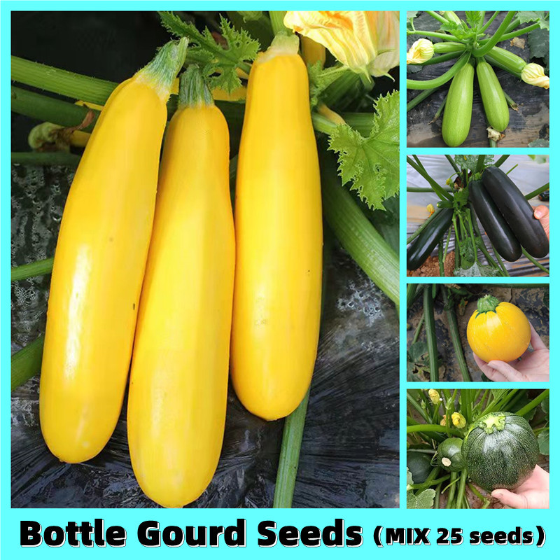 30 Butir> Biji Benih kuning Labu Air Panjang /Labu Manisa > Bibit Labu Air benih sayuran lengkap