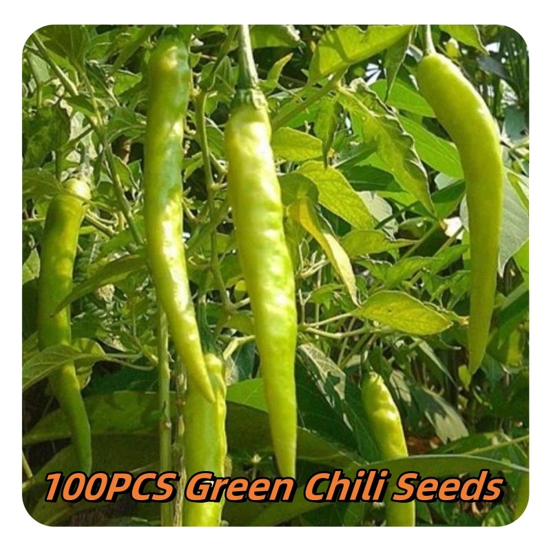 (-+50 Biji) benih cabe hijau panjang Benih Unggul Cabe Rawit Hijau Lokal Cabe Gunung Bibit Cabai Cen