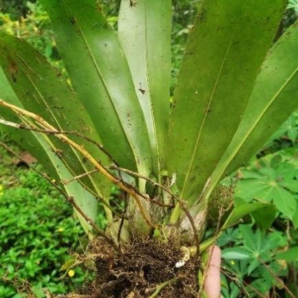 Baru anggrek grammatophilum stapeliiflorum,per rumpun dewasa