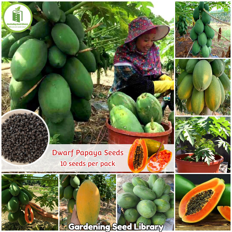 [Fast Growing] Hybrid Dwarf Papaya benih PEPAYA (30pcs biji/pack) Bonsai Fruits Tree Seeds for Plant