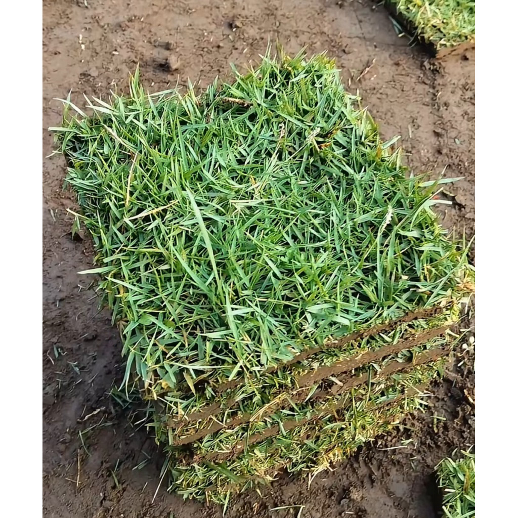 RUMPUT JEPANG PAKET 25 KOTAK/KUBURAN/TANAMANHIAS