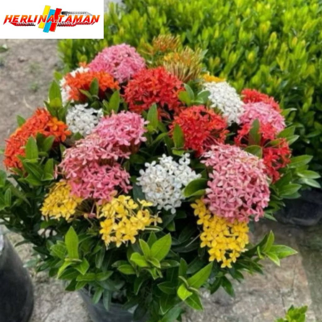 new CANTIK? TANAMAN HIAS ASOKA BUNGA TUMPUK - TANAMAN HIAS ASOKA - BUNGA SOKA - ASOKA