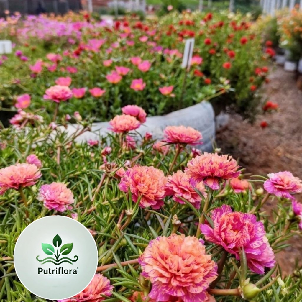 NEW SALE PAKET KROKOT TUMPUK  stek batang Krokot murah mix warna lokal dan import