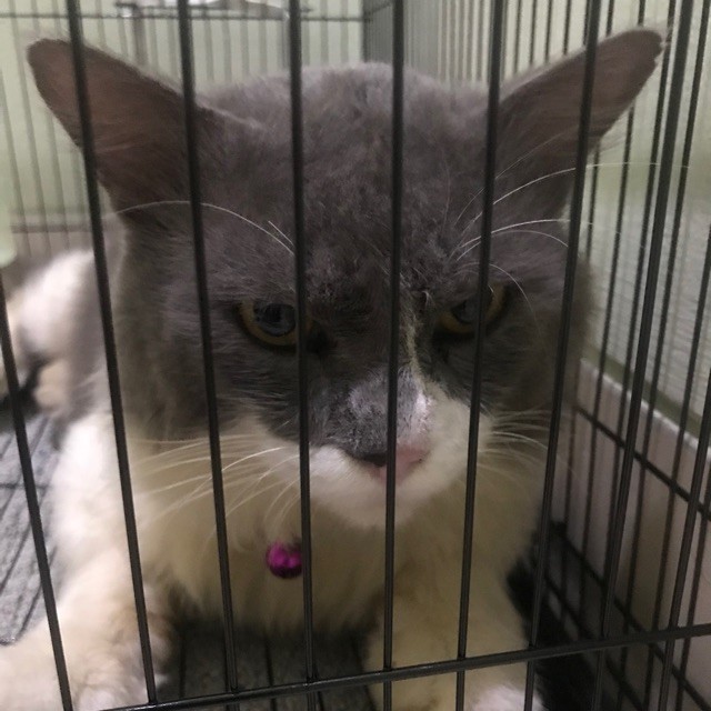 kucing persia jantan