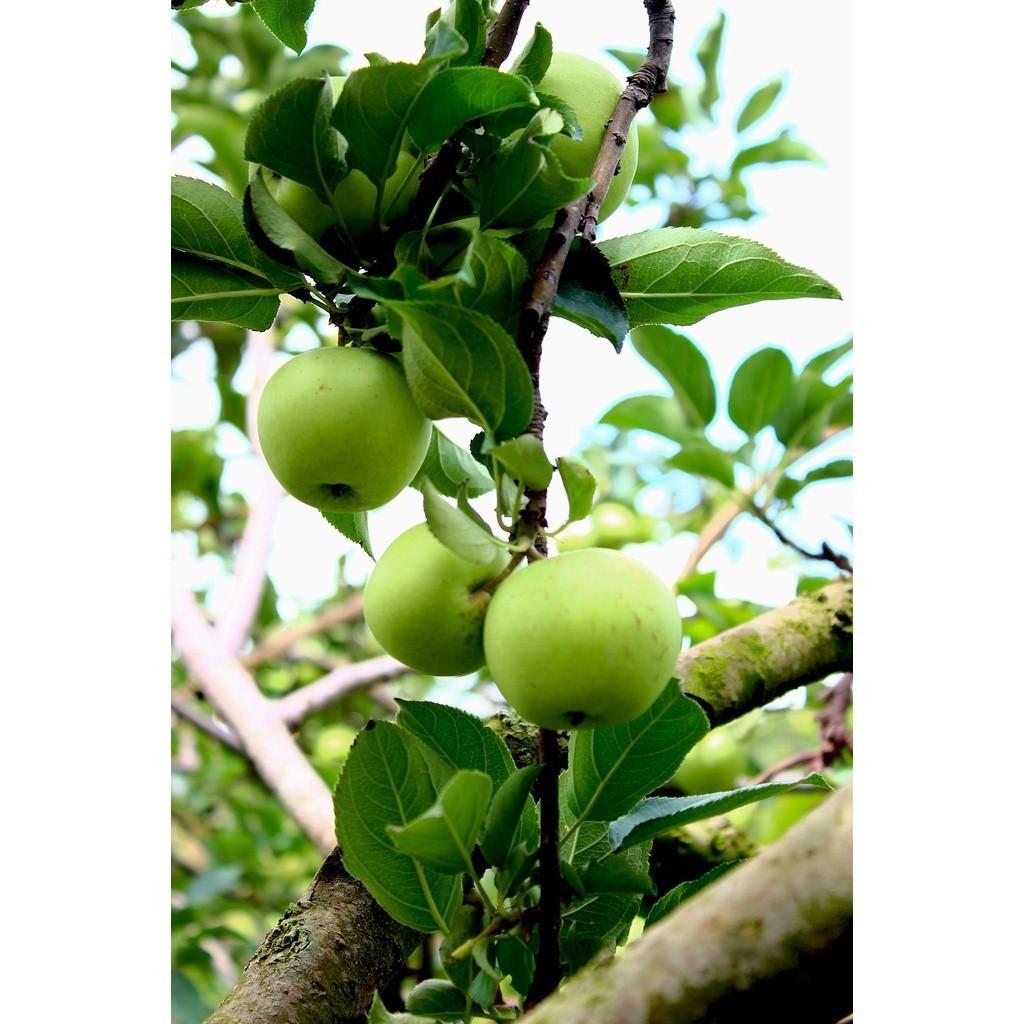 Bibit Buah Apel Manalagi Cepat Berbuah berbuah cepat