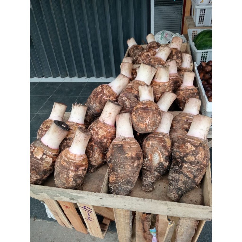 PROMO Talas Bentul TALAS BOGOR  PRATAMA Pulen Dan Mempur