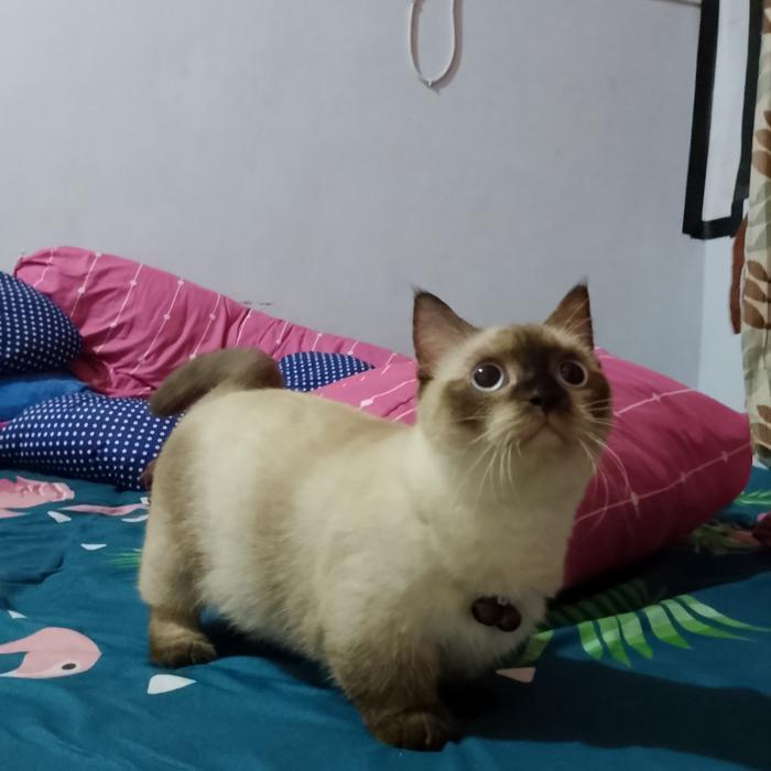 kucing Munchkin Himalaya / kucing kaki cebol / kucing Munchkin BSH (ready)