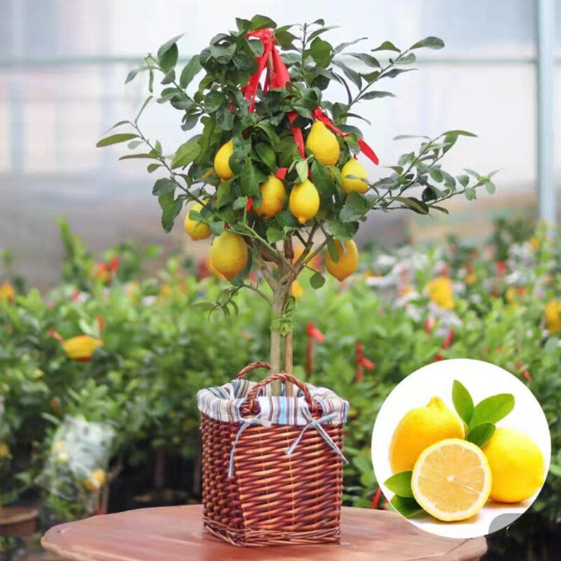 COD- Import-Benih Jeruk Lemon Hijau/Jeruk Nipis ( 20 Butir )
Lemon california Super Benih LEMON BONS