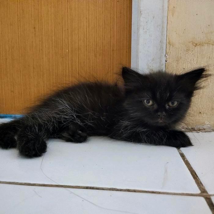 Lepas Adopsi Kucing Persia Kitten warna hitam solid cakep, lucu banget murah