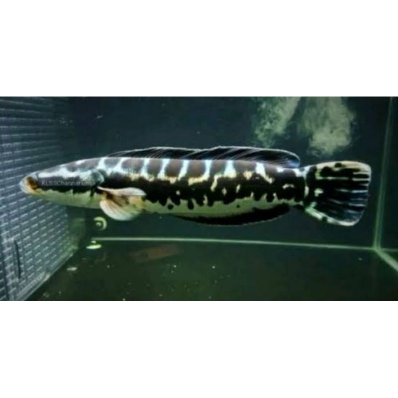 GANCI Paket Ikan Toman Jumbo 16-19cm Bergaransi