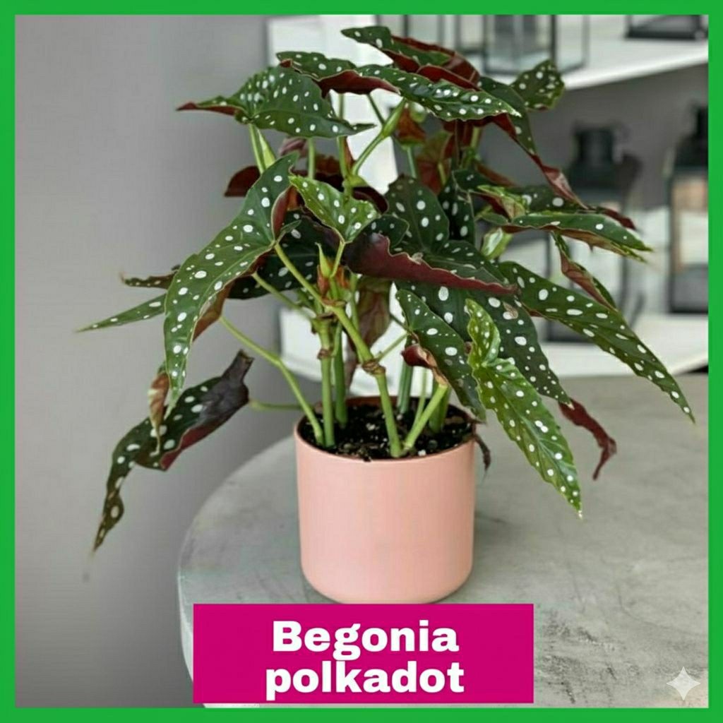 Tanaman Hias Begonia Polkadot / Begonia Maculata Daun Bintik Putih