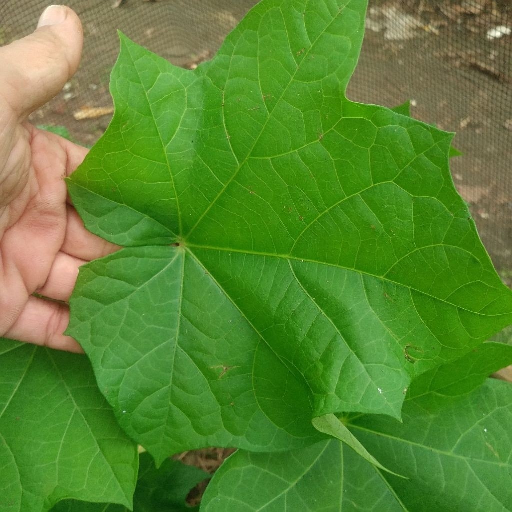 DAUN JARAK ( perlembar ) Daun jarak pagar.jarak herbal.jarak berkhasiat