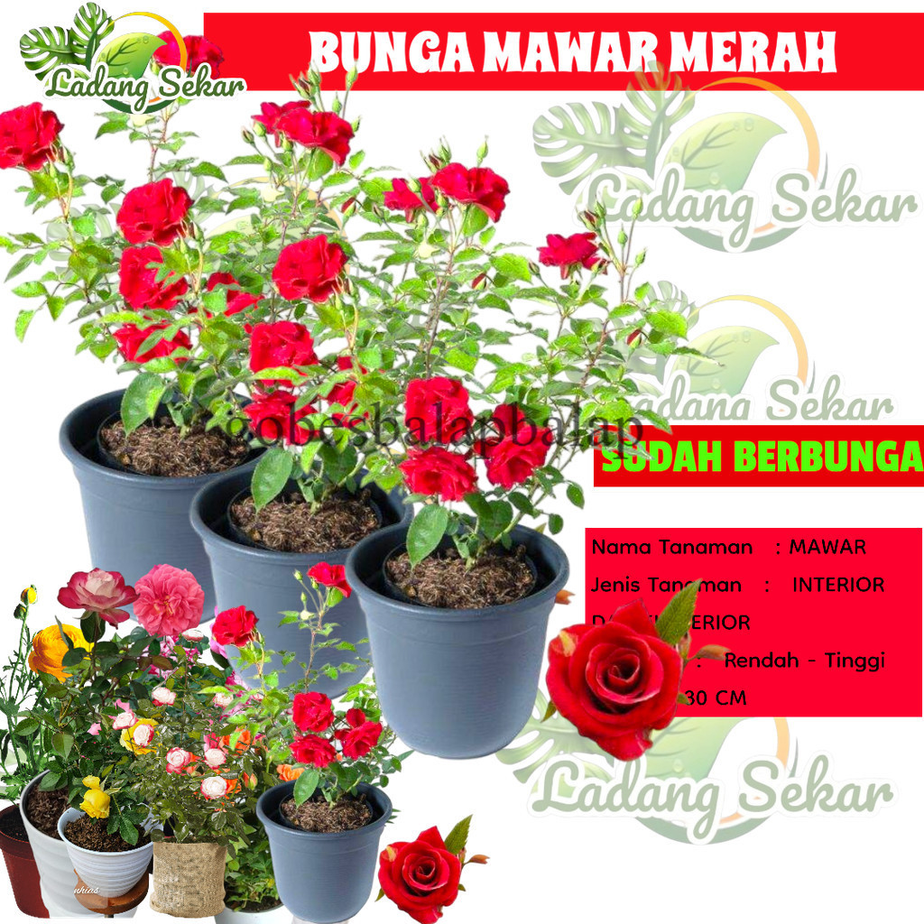 BUNGA MAWAR MERAH HIDUP Tanaman Hias Hidup Bunga Mawar Merah Tanpa Duri gobesbalapbalap